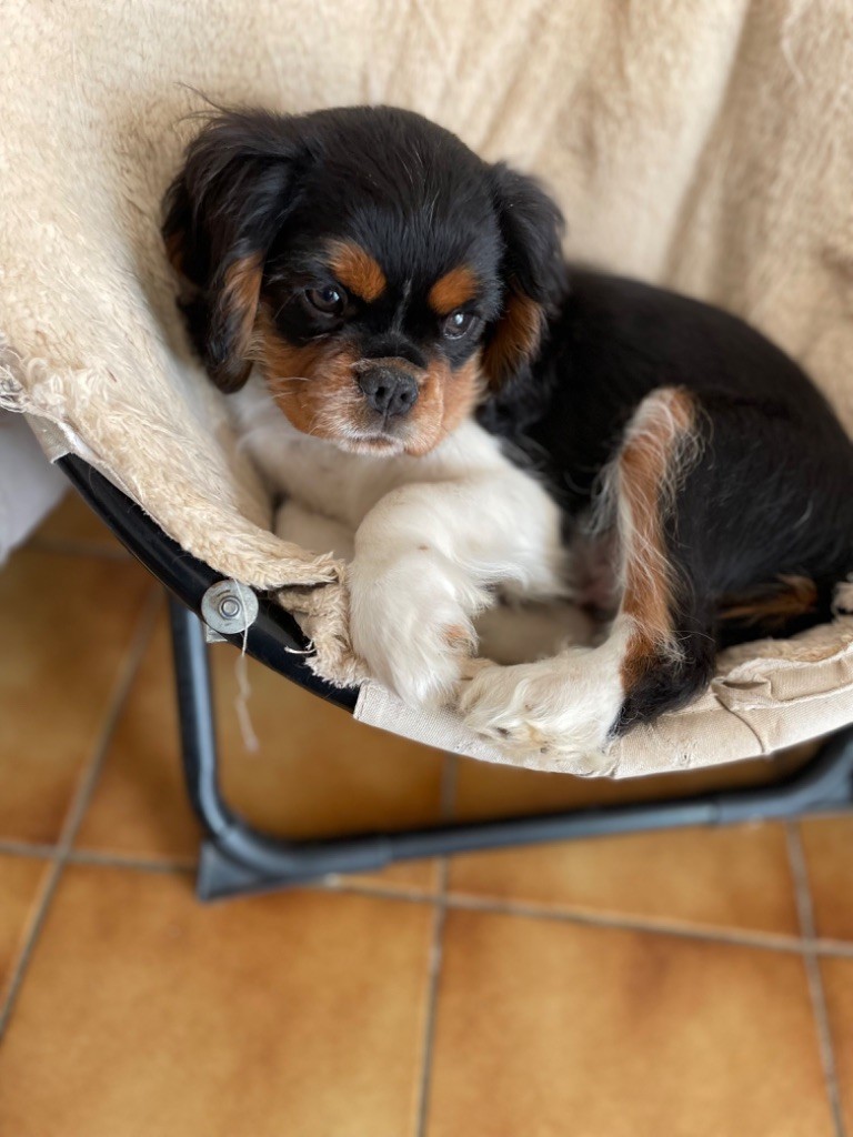 Du Sentier De L’Hugne - Chiot disponible  - Cavalier King Charles Spaniel