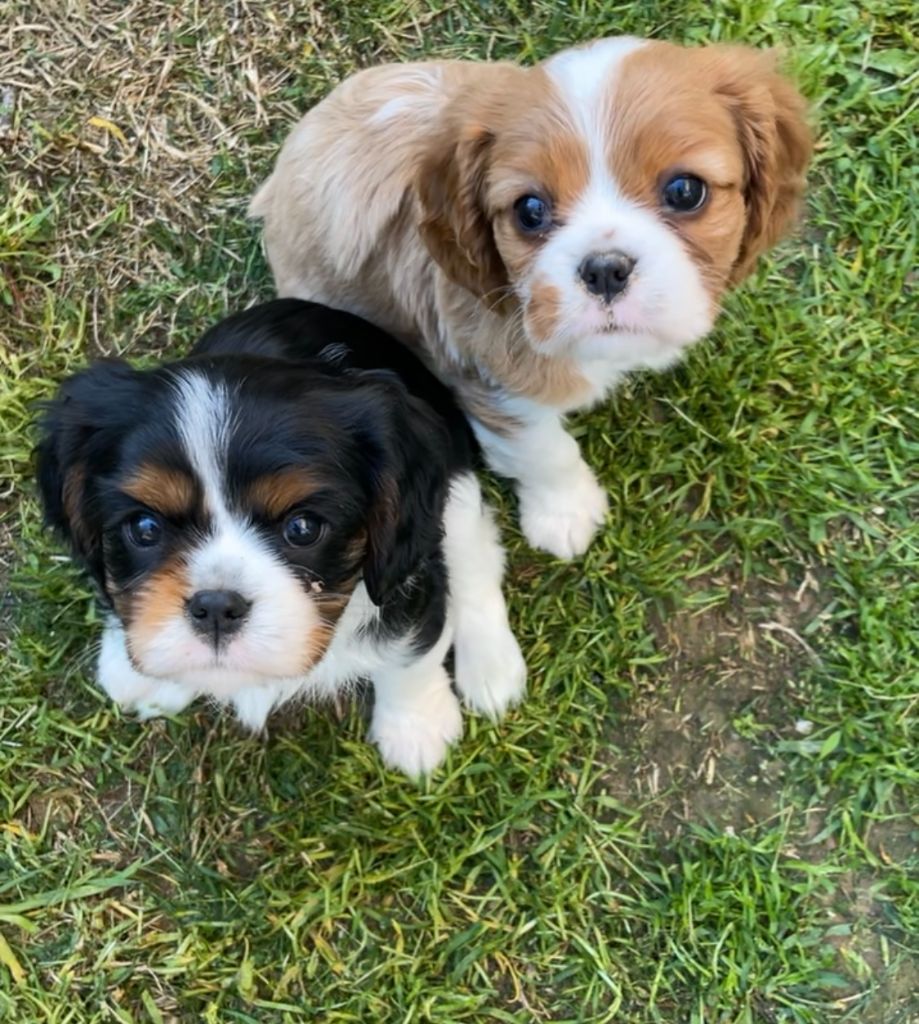 chiot Cavalier King Charles Spaniel Du Sentier De L’Hugne